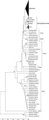 Codon Usage Bias in Autophagy-Related Gene 13 in Eukaryotes: Uncovering the Genetic Divergence by the Interplay Between Nucleotides and Codon Usages